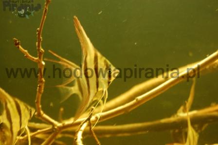 DSC_0074_wm PKMD.jpg