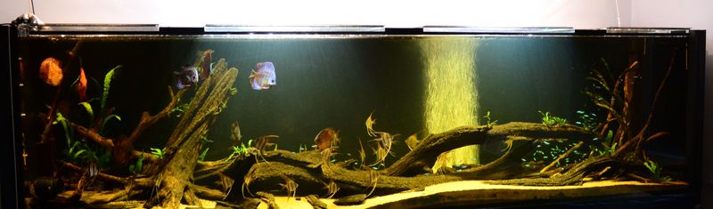 Akwarium_2.JPG