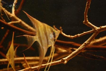 DSC_0010_wm PKMD.jpg