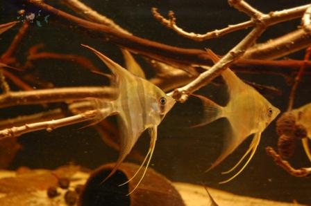 DSC_0018_wm PKMD.jpg