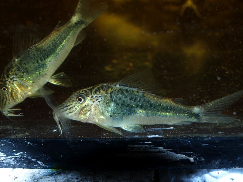 black green Peru.JPG