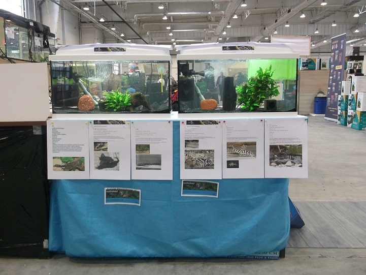 DSCF6231 - Kopia.JPG