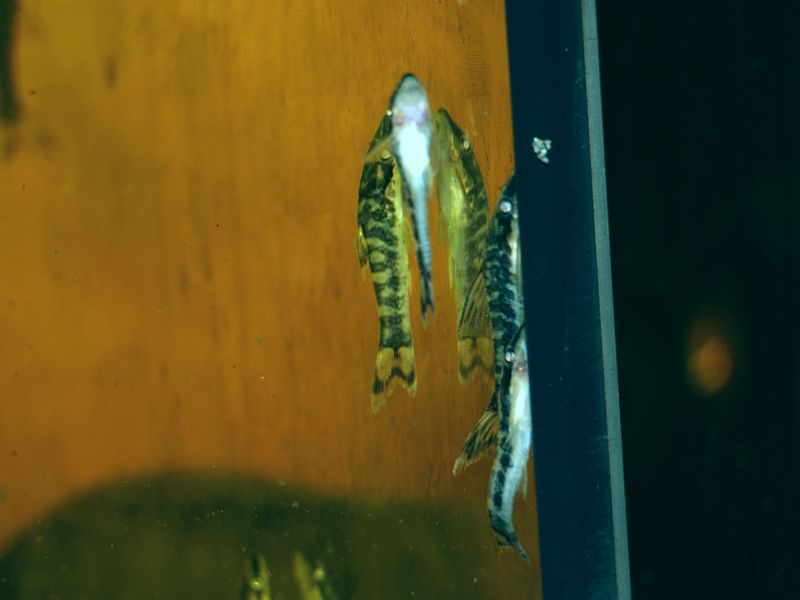 Otocinclus zebra.JPG