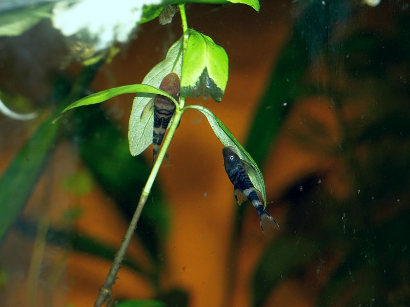 otocinclus panda.JPG