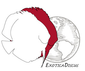exotica_discus.jpg