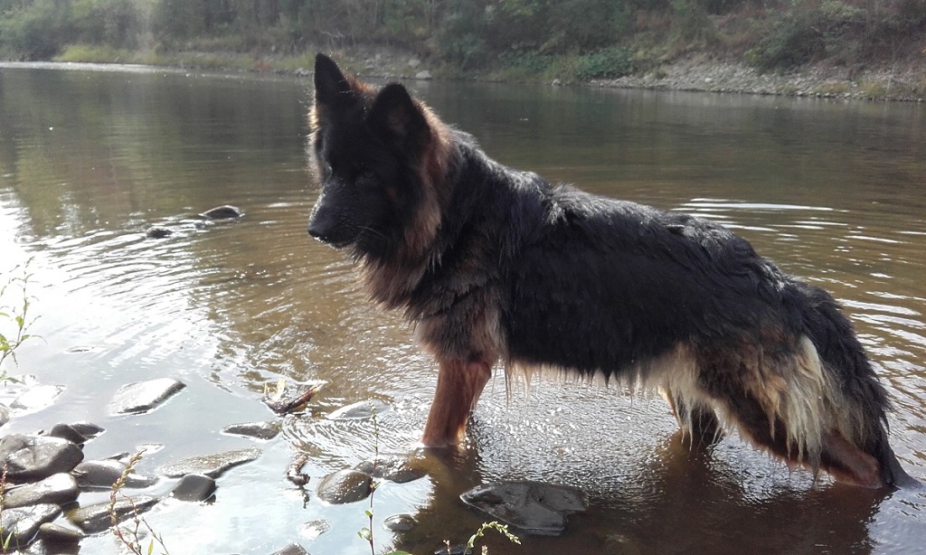 Psiur nad sołą.jpg