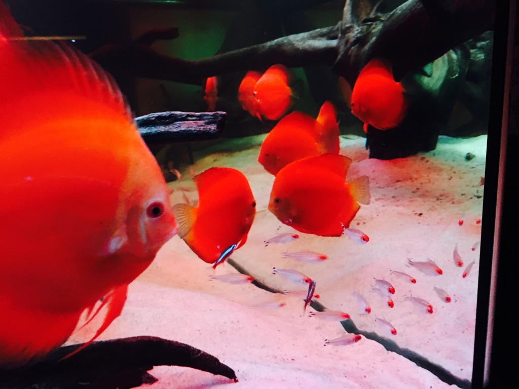 IMG_0059.JPG (2.05 MiB) Przejrzano 11908 razy IMG_0059.JPG