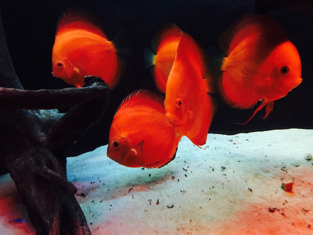 IMG_0036.JPG (1.98 MiB) Przejrzano 11893 razy IMG_0036.JPG