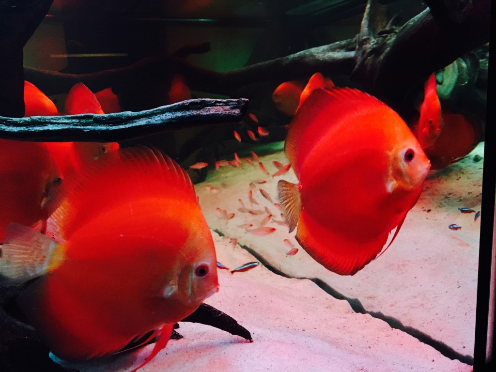 IMG_0055.JPG (2.17 MiB) Przejrzano 11887 razy IMG_0055.JPG