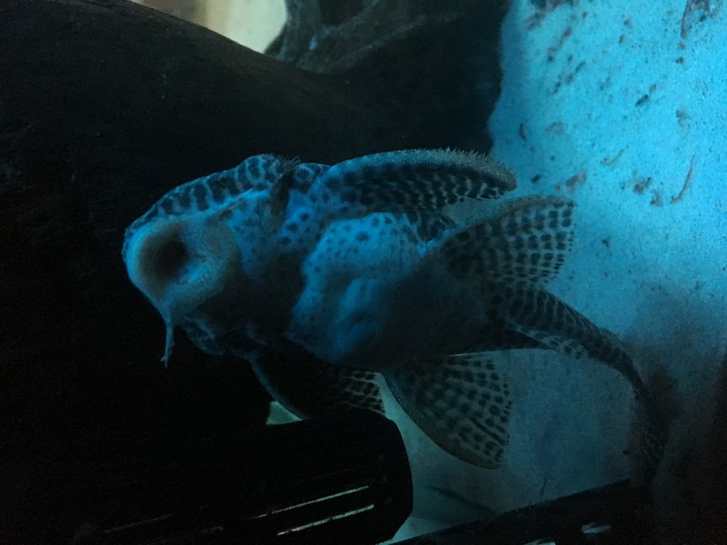 IMG_0117.JPG (1.95 MiB) Przejrzano 11865 razy IMG_0117.JPG