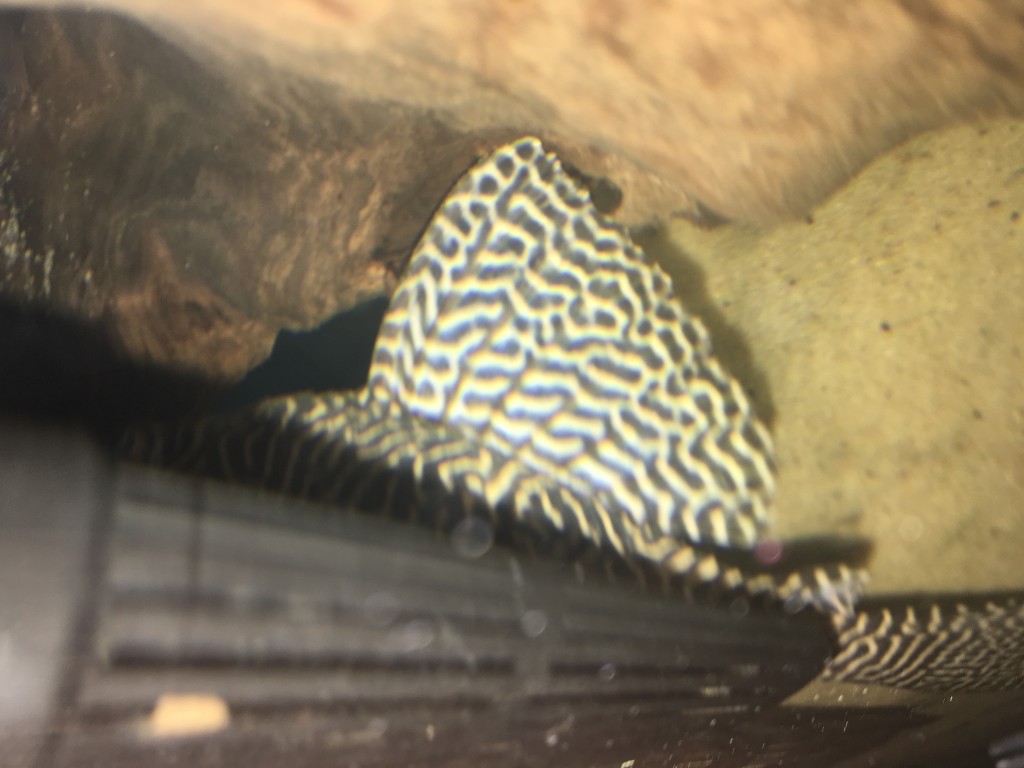 IMG_0093.JPG (1.62 MiB) Przejrzano 11848 razy IMG_0093.JPG