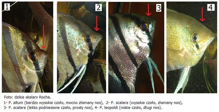 Żaglowce z różnymi nosami.jpg