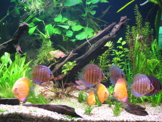 Jak widać lubie drewno i ziele.jpg