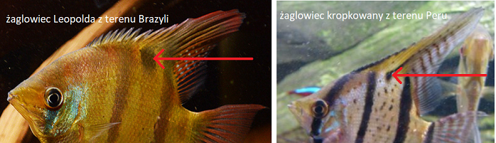 plama na zaglowcu.png