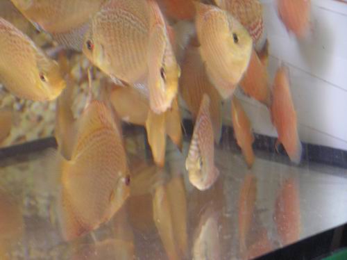 leo ss (scarlet),nawet nie tydz po przylocie.JPG