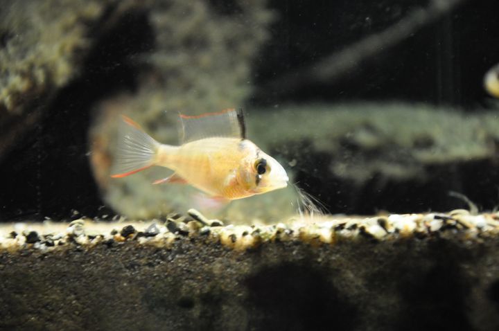 Mikrogeophagus_altispinosus_4.JPG