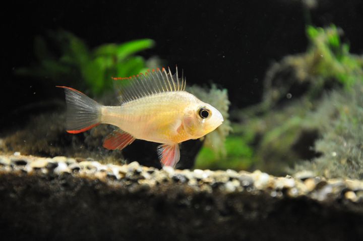 Mikrogeophagus_altispinosus_6.JPG