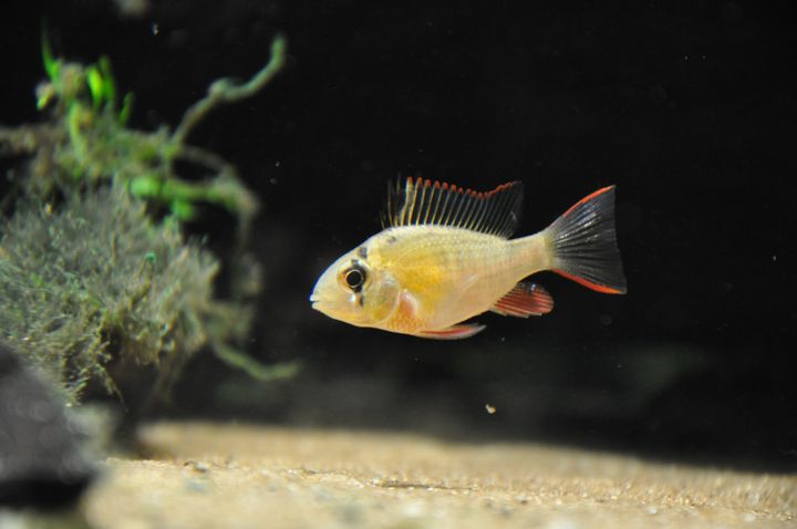 Mikrogeophagus_altispinosus_7.JPG