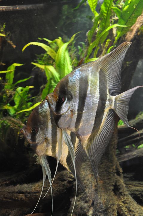 Pterophyllum_altum_2.JPG