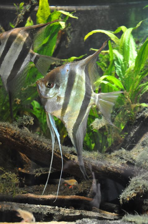 Pterophyllum_altum_3.JPG