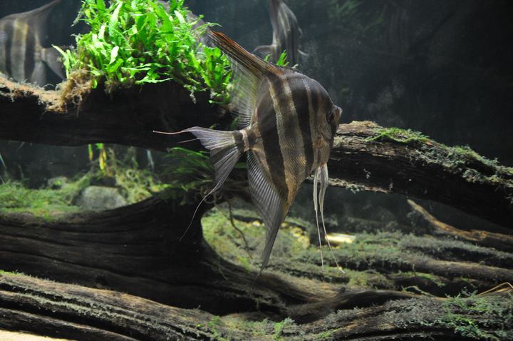 Pterophyllum_altum_4.JPG