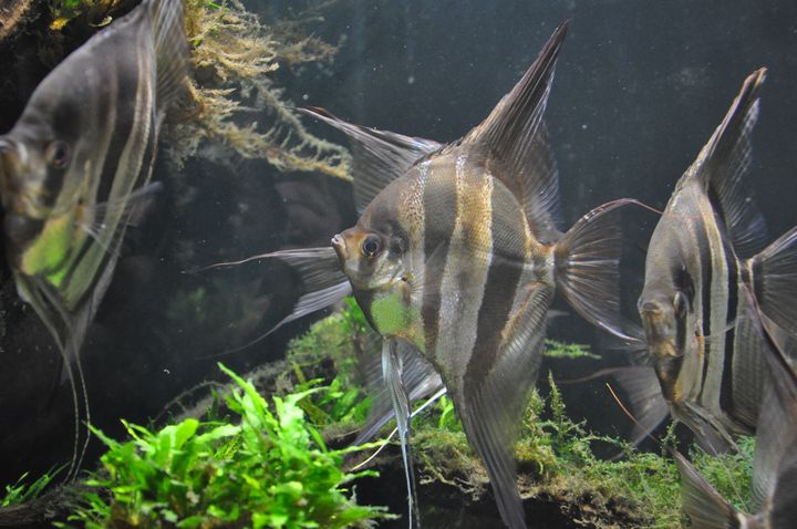 Pterophyllum_altum_10.JPG