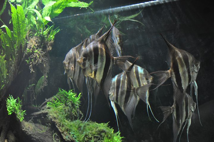 Pterophyllum_altum_12.JPG