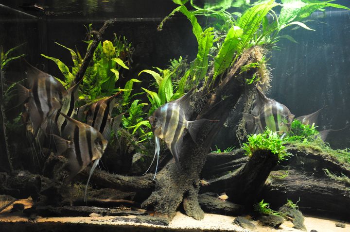 Pterophyllum_altum_14.JPG