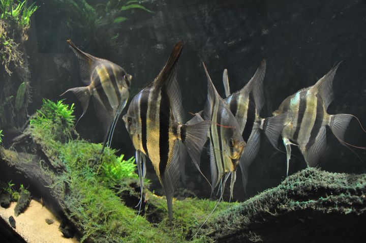 Pterophyllum_altum_16.JPG