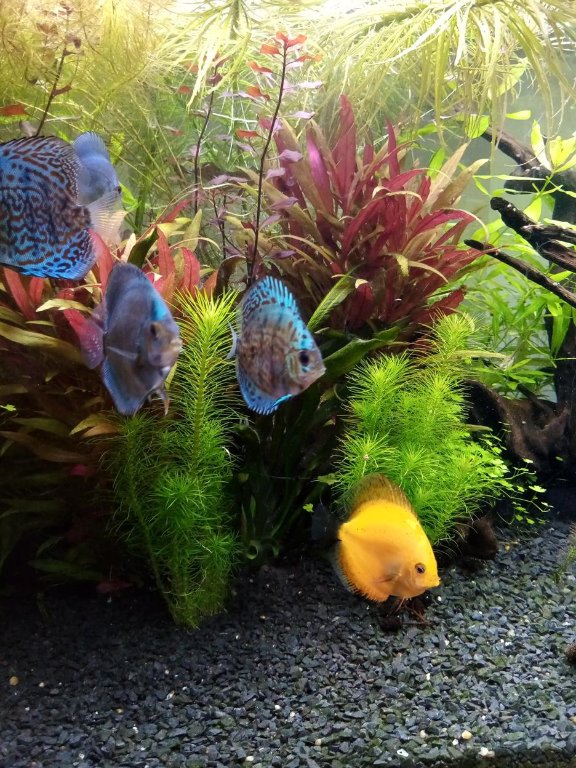 paletki 3 (Copy).jpg