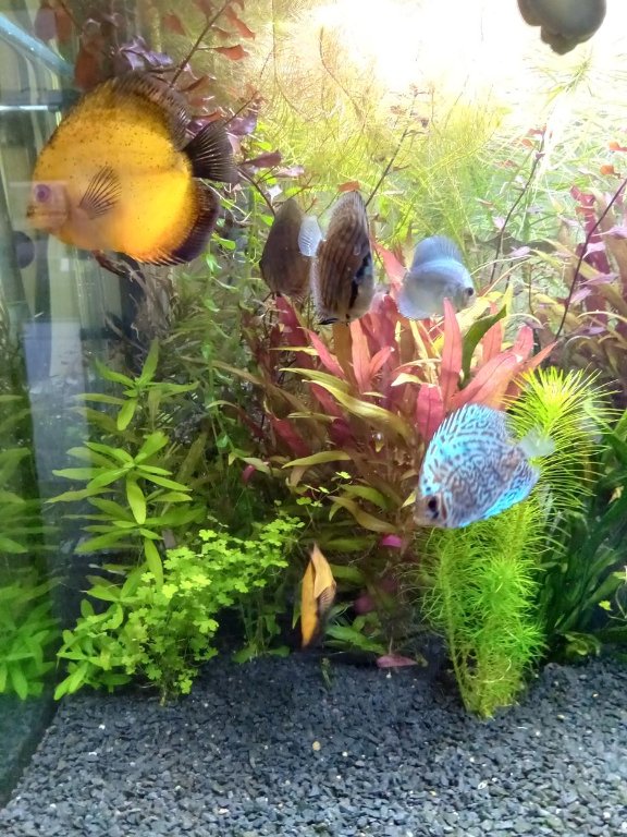 paletki 5 (Copy).jpg