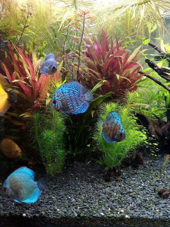 paletki 7 (Copy).jpg