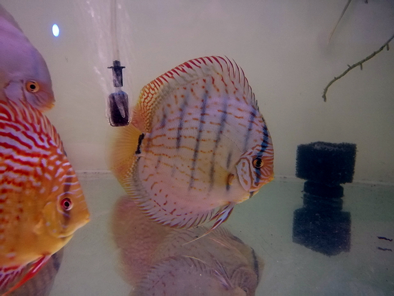 122638874_800279307427666_7833102636822434745_n (1) Kopia F.jpg