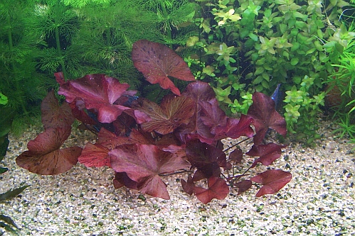 lotosy czerwone 006.jpg