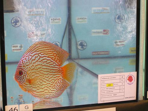 Kopia Kraków 2006 142.jpg