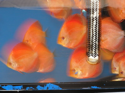 młode golden red diamond 3.jpg