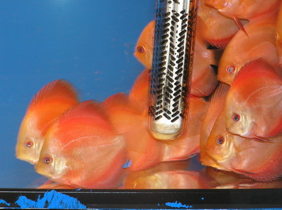 młode golden red diamond 2.jpg