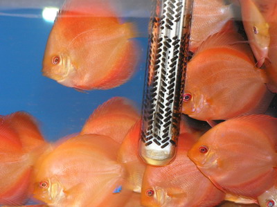 młode golden red diamond.jpg