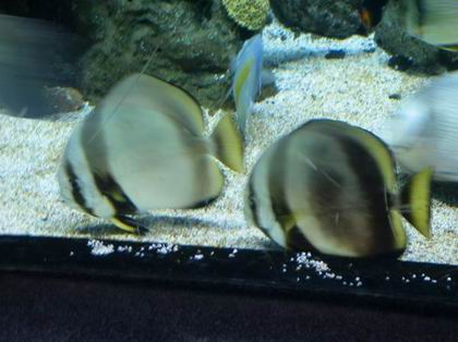 Resize of Resize of Resize of 112_1245.JPG