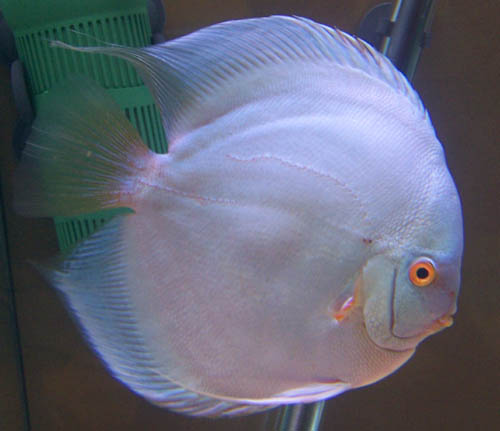 Duisburg 2006 110.jpg