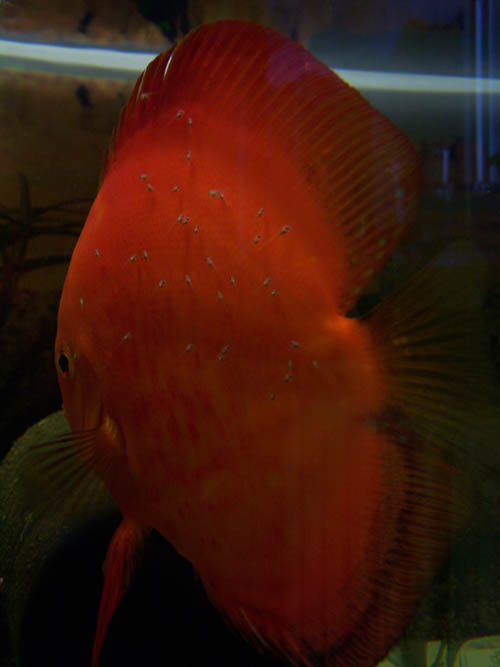 Młode azjatki 015.jpg