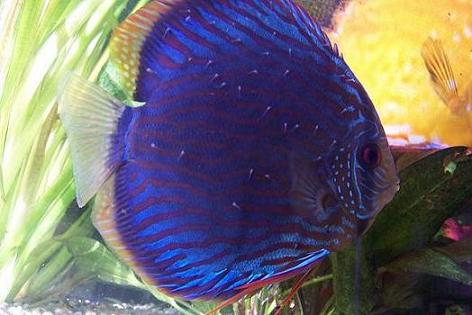 narybek paletek 048.jpg