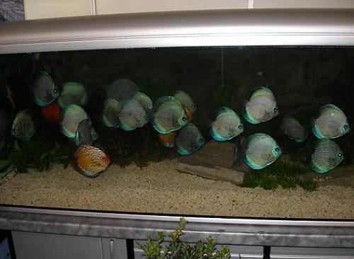 stadko w ciemnosciach.JPG