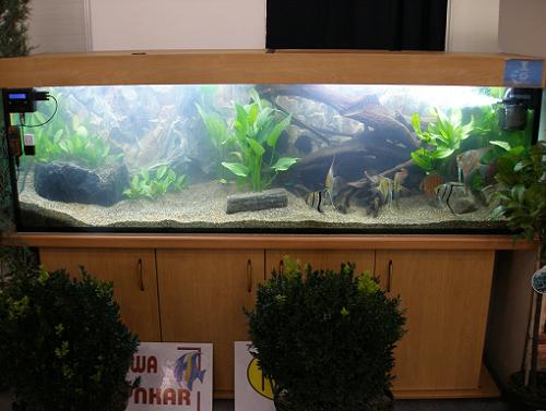 akwa z lajonem wysyłajacym smsy o stanie parametrów wody.JPG