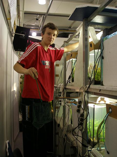 przeławianie mieczyków.JPG