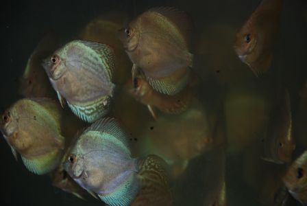 Paletki 25.11.2006 004.jpg