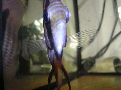 Heniek oko 2 005 kopia.jpg