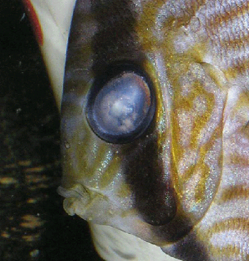 10.12 oko 002.jpg.gif