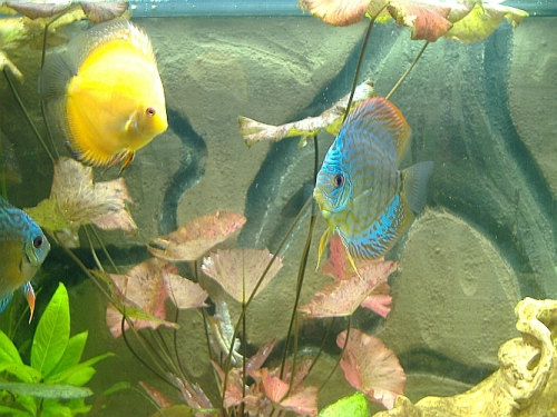 rybki2.jpg