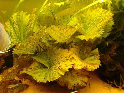 sałata albo kapusta.JPG